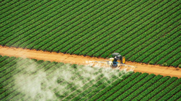 Wasp Removal Services in Bicknell, IN