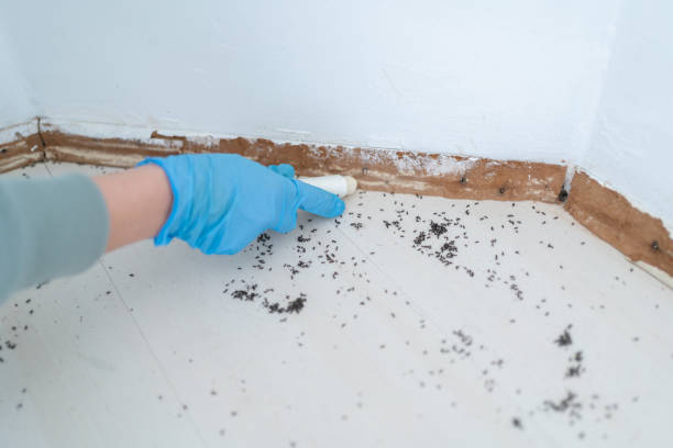 Best Wasp Removal Services  in Bicknell, IN